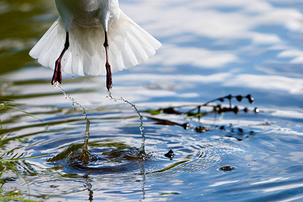 retire a tampa - fittest imagens e fotografias de stock