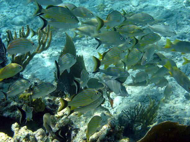 istock School of Fish Reef 184099734