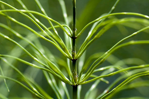 Abstract close-up of a beautiful, feathery Horsetail plant.