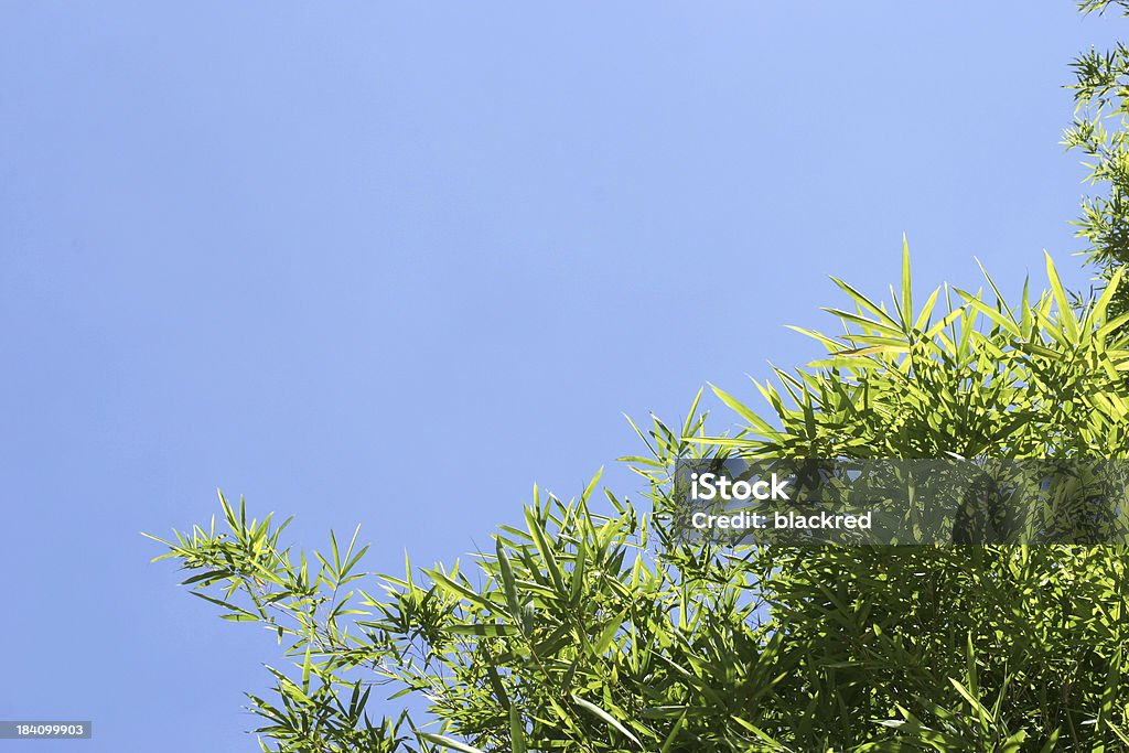 竹の葉 - アジア大陸のロイヤリティフリーストックフォト