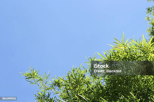 竹の葉 - アジア大陸のストックフォトや画像を多数ご用意 - アジア大陸, オーガニック, クローズアップ