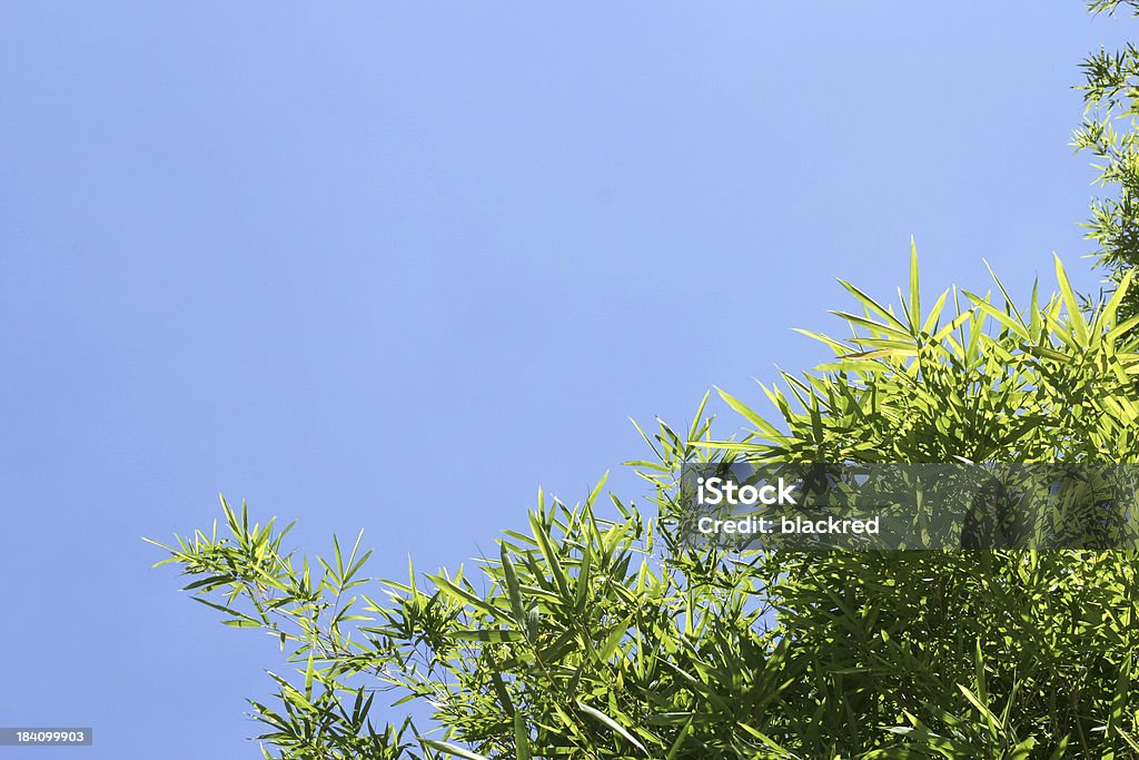 Bamboo Leaves Bamboo leaves against clear blue sky.Similar images - Animal Wildlife Stock Photo