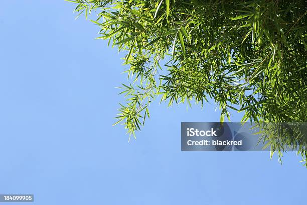 Hojas De Bambú Foto de stock y más banco de imágenes de Aire libre - Aire libre, Asia, Azul
