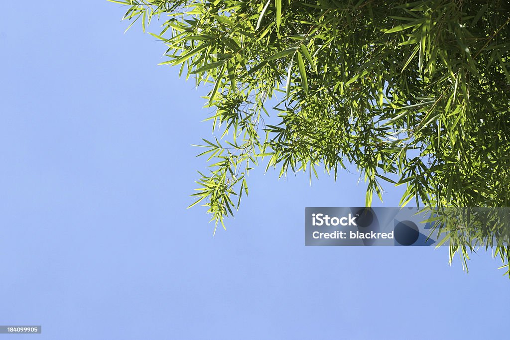 Foglie di bambù - Foto stock royalty-free di Albero