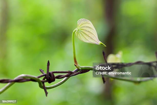 Kletterpflanze Wachsenden Auf Stacheldraht Stockfoto und mehr Bilder von Bildhintergrund - Bildhintergrund, Bildschärfe, Blatt - Pflanzenbestandteile