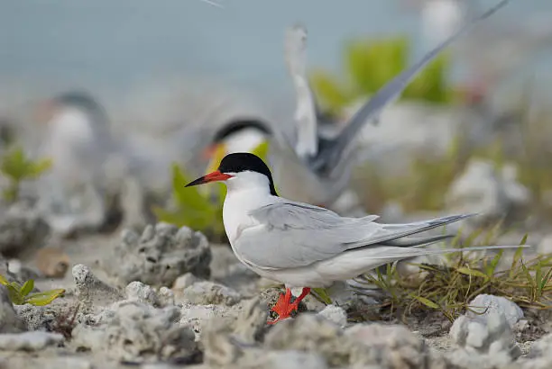 roseate tern with red legs and beak