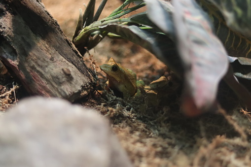 Close-up shot of a small lizard perched on a dirt mound among foliage