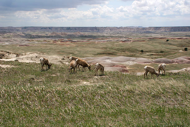 istock Badlands Bighorn Sheep Herd 184100049