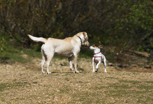Rubbing noses - it's good enough for the Esquimaux... A Jack Russell terrier and a golden labrador greet each other in civilised canine manner, displaying all the wary tension of a first meeting.