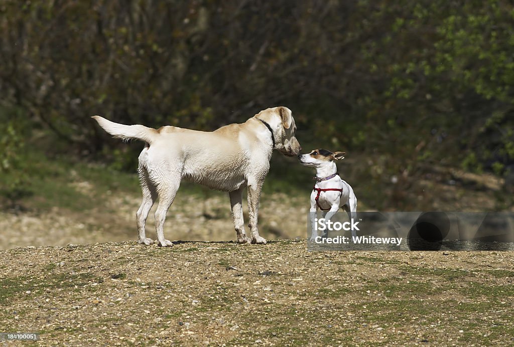 Primeira reunião Jack Russell terrier e labrador Dourado - Foto de stock de Cão royalty-free
