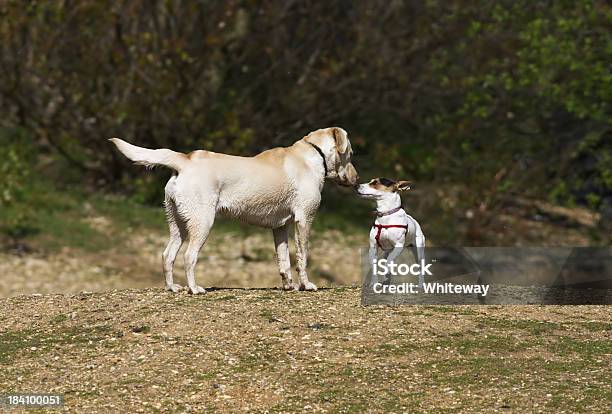 Foto de Primeira Reunião Jack Russell Terrier E Labrador Dourado e mais fotos de stock de Cão