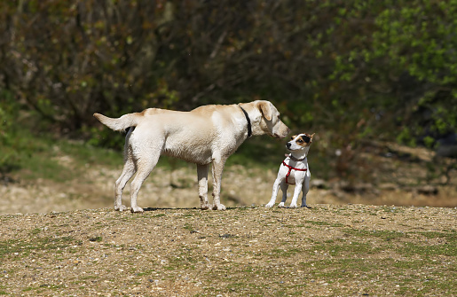 Two Dogs Meeting Jack Russell Terrier And Golden Labrador Stock Photo -  Download Image Now - iStock