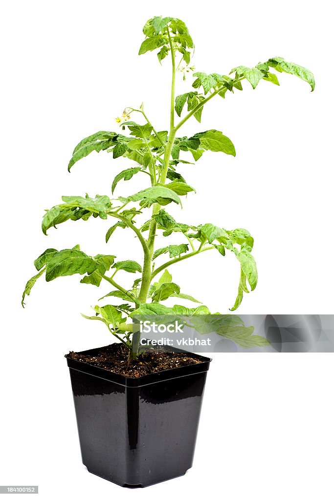 Planta de tomate - Foto de stock de Plántula libre de derechos