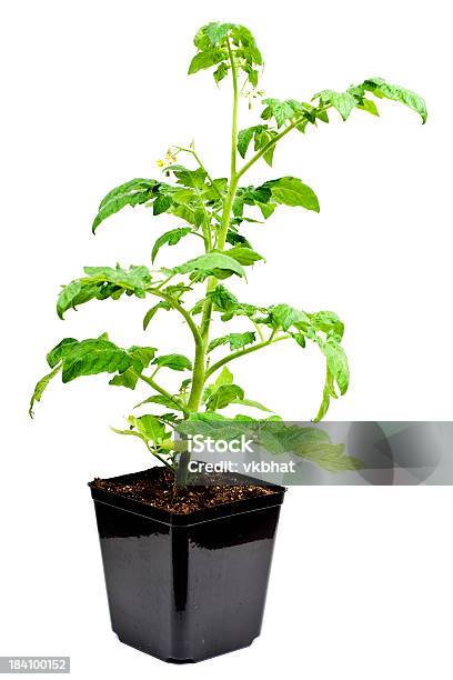 Planta De Tomate Foto de stock y más banco de imágenes de Plántula - Plántula, Tomate, Plantar