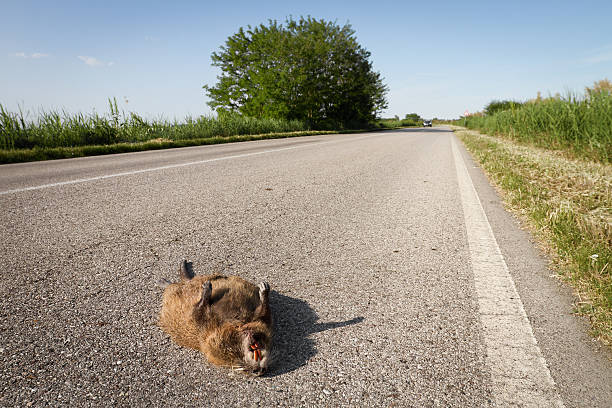 istock Road killed Wildlife Coypu 184100165