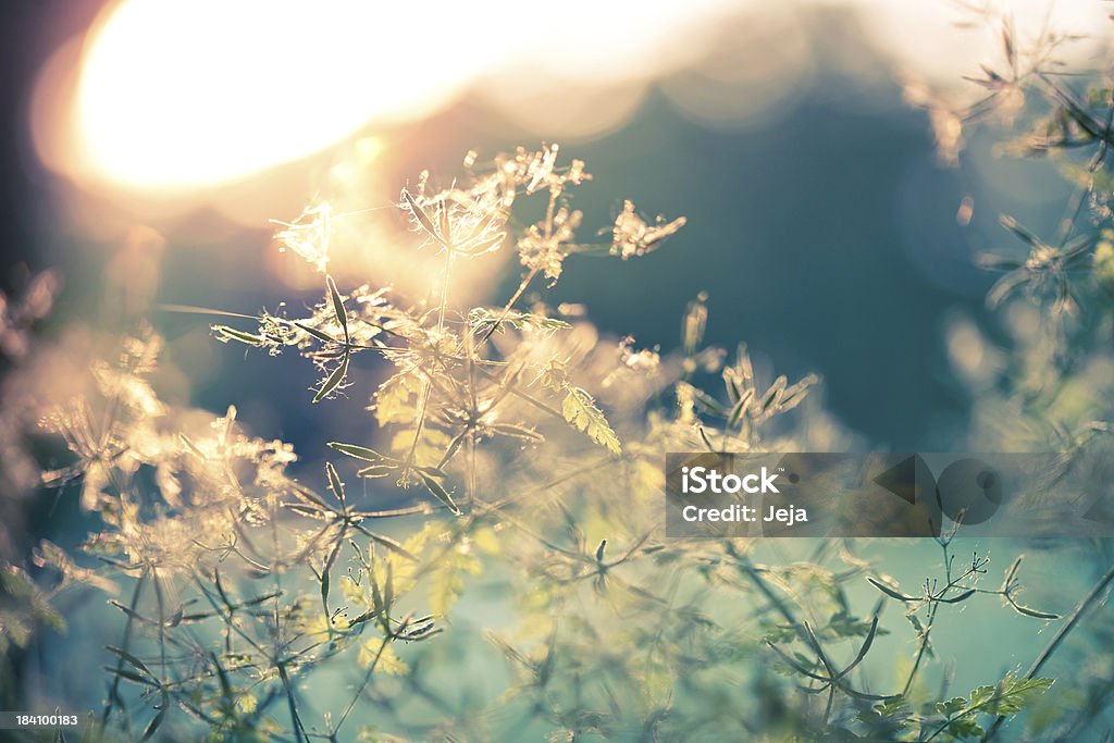 Красивая природа - Стоковые фото Абстрактный роялти-фри