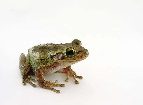 Photo of Cuban Tree Frog (Osteopilus Septentrionalis)