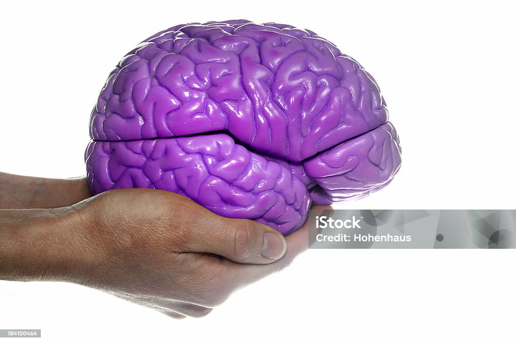 Cerebro humano - Foto de stock de Adulto libre de derechos