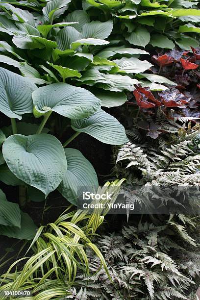 Gemischte Shade Garten Vt Stockfoto und mehr Bilder von Funkie - Funkie, Caenorhabditis elegans, Blatt - Pflanzenbestandteile