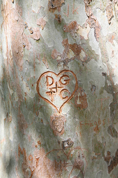 istock Love and Romance Heart Carved into a Tree 184100644