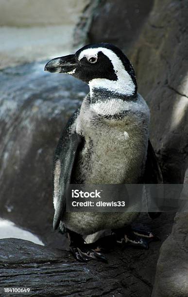 Tropische Penguin Stockfoto und mehr Bilder von Brillenpinguin - Brillenpinguin, Flattern, Fotografie