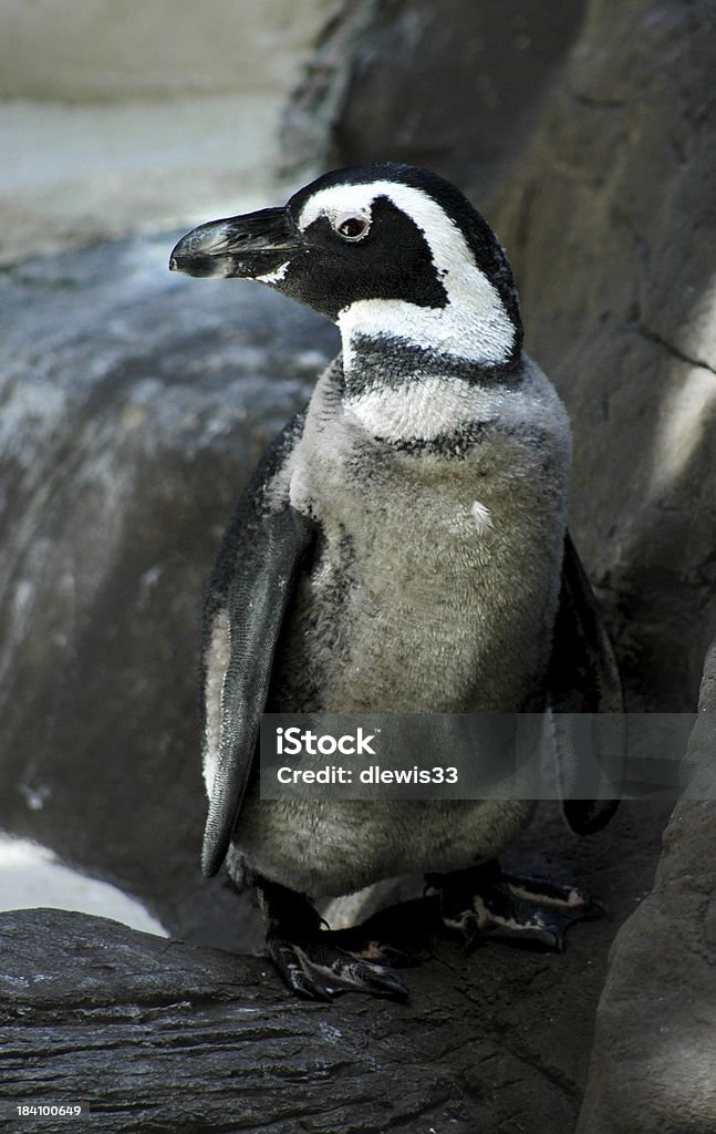 Pinguino tropicale - Foto stock royalty-free di Ala di animale