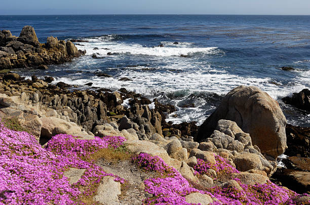 istock Flowering Plant Growing on Oceanside Cliff 184100667