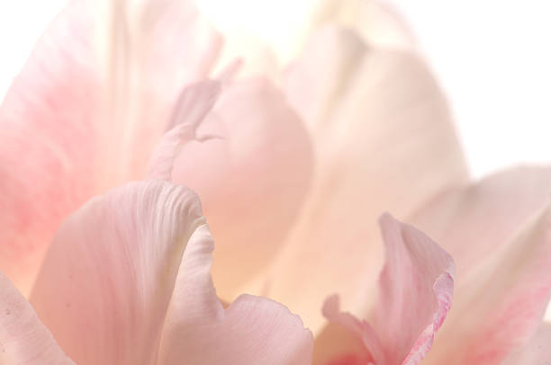 istock Pale pink tulip Angelique. 184100709