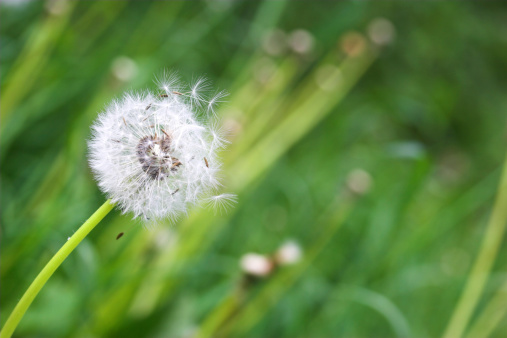 Wind is blowing the seeds of dandelion. Shallow dof.