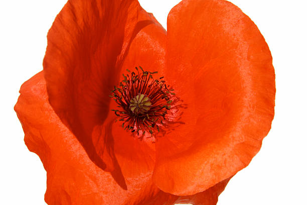 Red Poppy Close-up Subject: Close-up of a single red Poppy flower stamen stock pictures, royalty-free photos & images