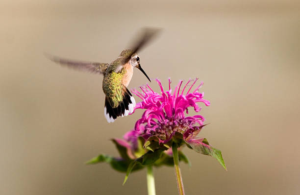 istock Calliope Hummingbird - Female 184100999