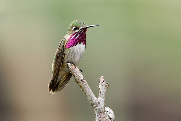 istock Calliope Hummingbird - Male 184101005