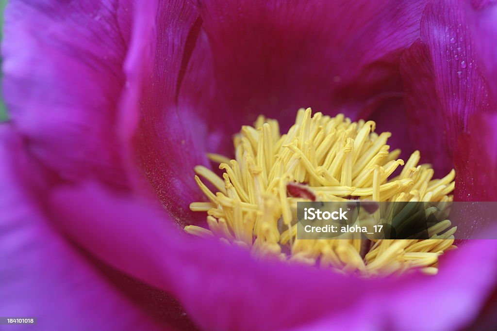 Detalhe de uma rosa peony - Foto de stock de Amarelo royalty-free