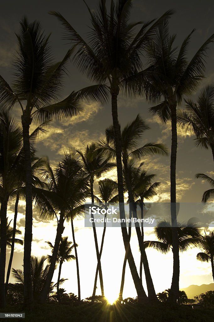 Tropische Sonnenaufgang - Lizenzfrei Baum Stock-Foto