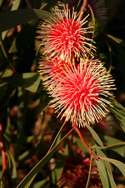 Hakea Rugosa Running 140+ Hakea Foto Stok, Potret, & Gambar Bebas Royalti - iStock