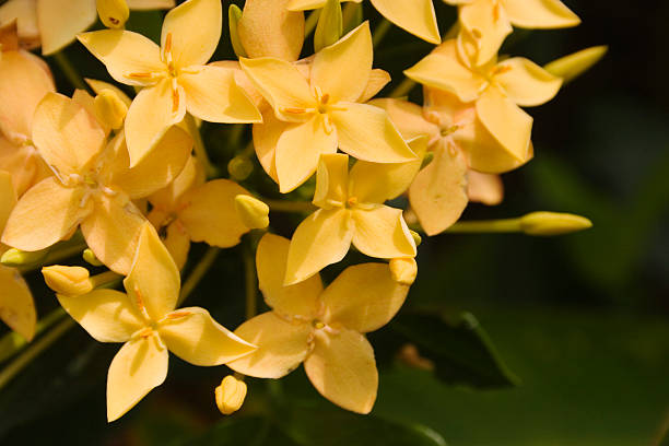 Tropical flowers in Belize