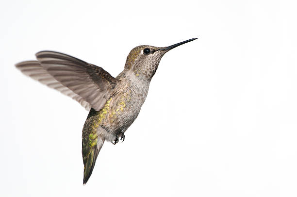 anna's hummingbird-weißer hintergrund - bird hummingbird flying annas hummingbird stock-fotos und bilder