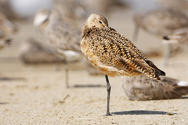 istock Sandpiper Birds on Pacific Coast Beach 184101252