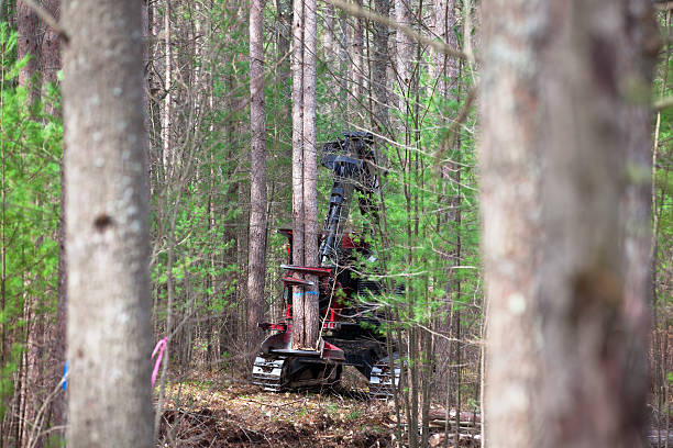 Tracked Feller Buncher harvesting logs stock photo