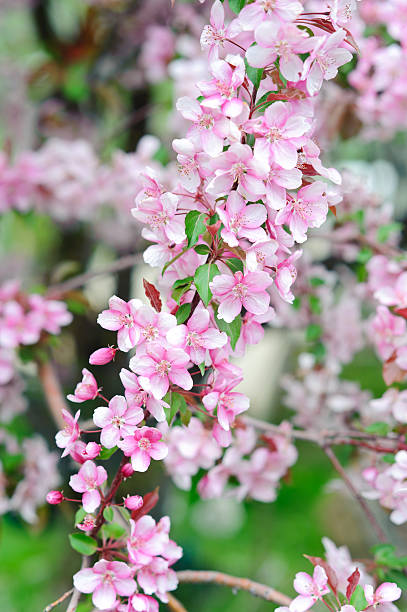 Spring Blloming 130+ Blloming Stock Photos, Pictures & Royalty-Free Images - iStock