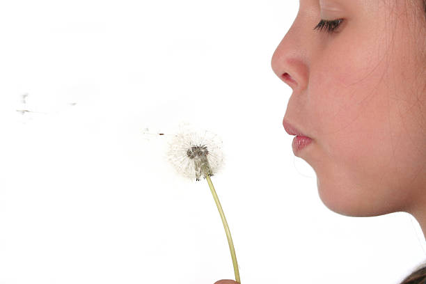 fleur de pissenlit avec fille - pollen forecast photos et images de collection