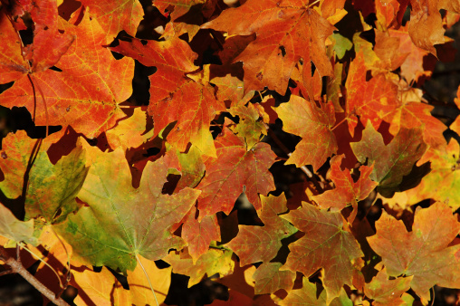 Close-up of Autumn leaves in full glorious color.