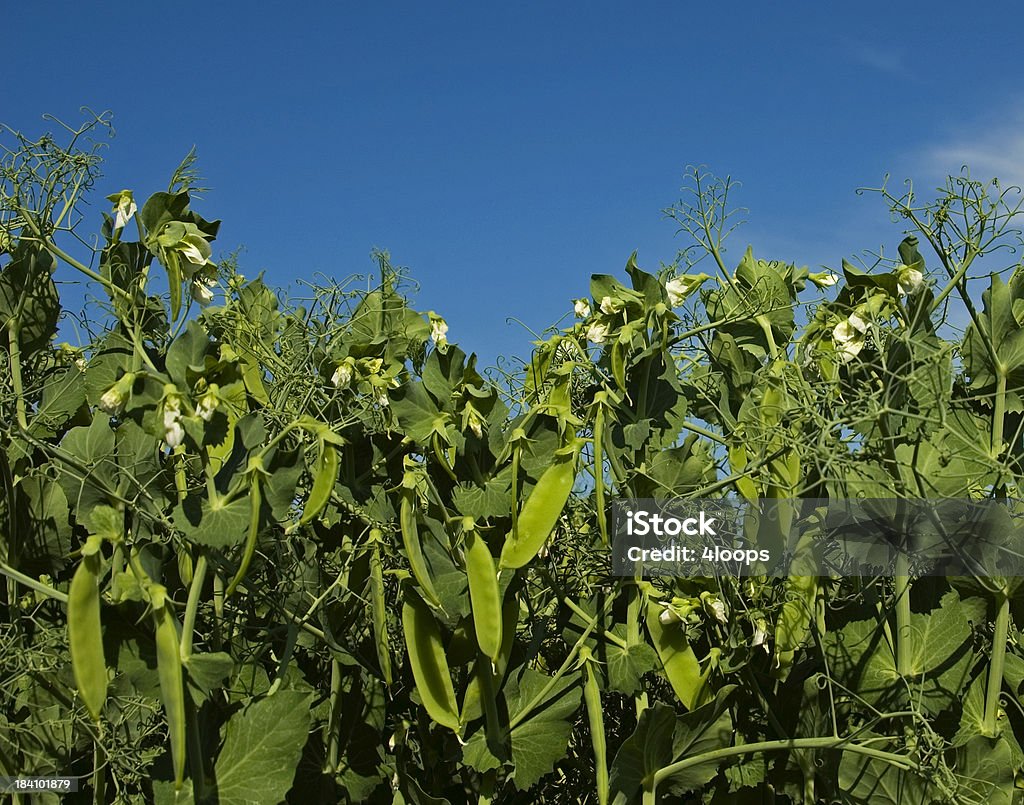 De pois - Photo de Agriculture libre de droits