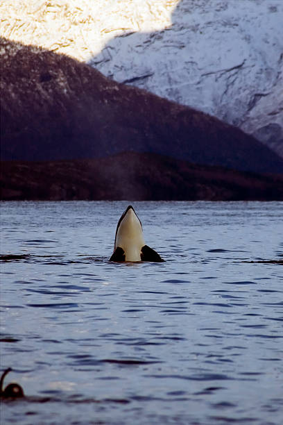 Orca, killer Whale stock photo