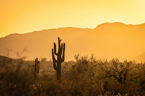 Stock photograph of a saguaro cactus forest in Saguaro National Park, Arizona, USA during sunset.