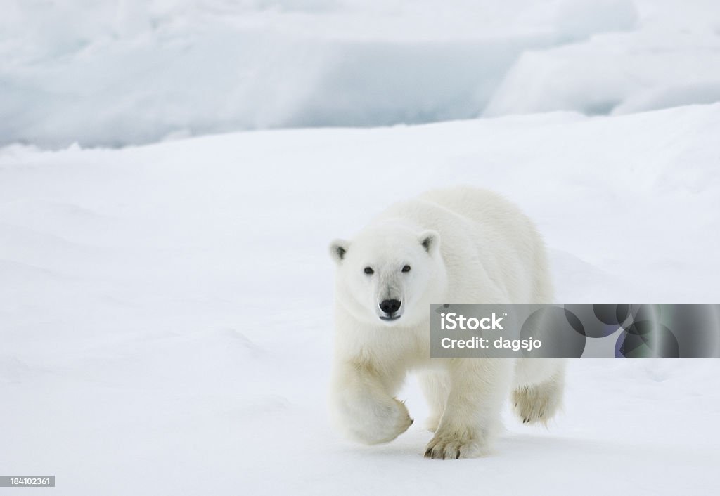 Orso polare - Foto stock royalty-free di Orso polare