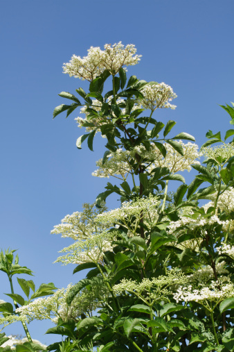 White elderflower clusters outlined against a cloudless late spring sky. Elderflower, the flower of the elder bush (Sambucus nigra), is a source for a traditional white wine. Mitcham Common, Surrey, southern England.
