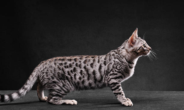 istock Black and white bengal cat hunting 184102534