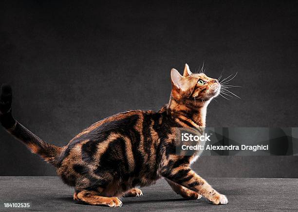 Bengalkatze Springen Stockfoto und mehr Bilder von Hauskatze - Hauskatze, Hochspringen, Schwarzer Hintergrund