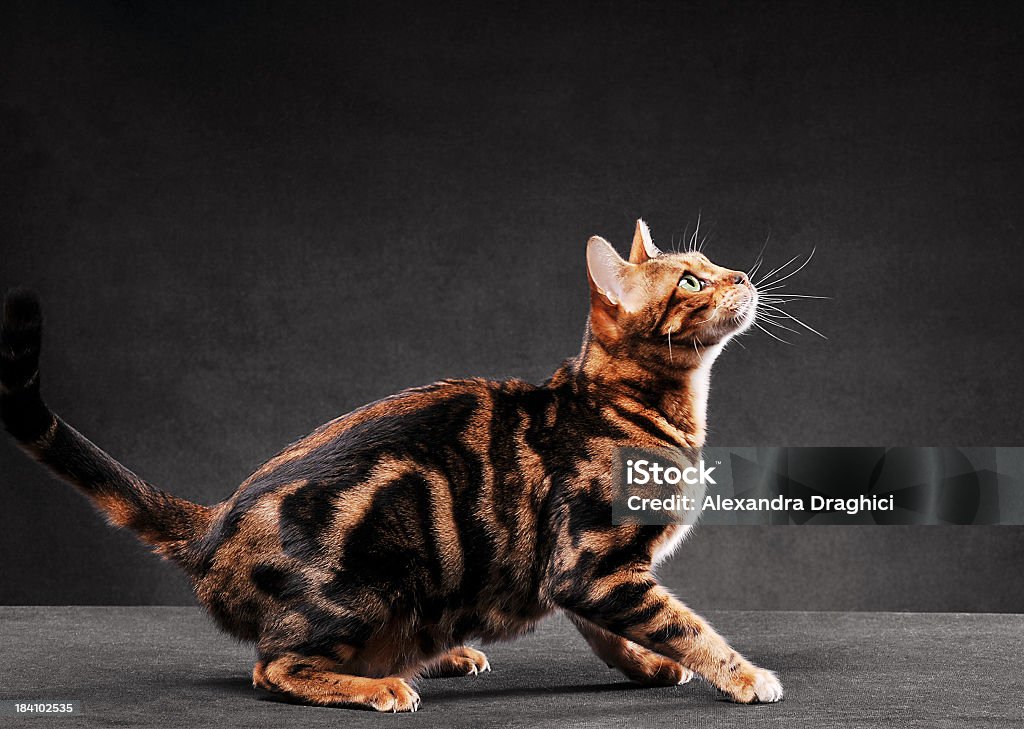 Saltar Gato Bengala - Foto de stock de Gato doméstico royalty-free